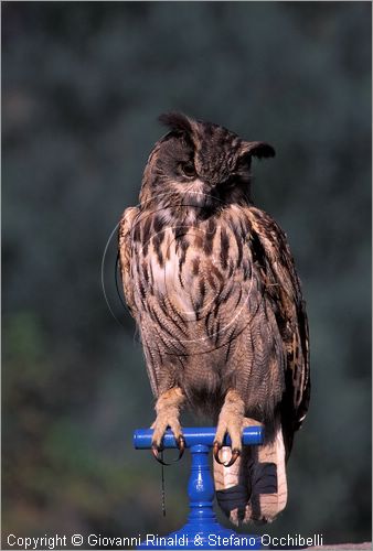 ITALY - CALCI (PI) - Museo di Storia Naturale e del Territorio nella Certosa di Calci - collezione di uccelli