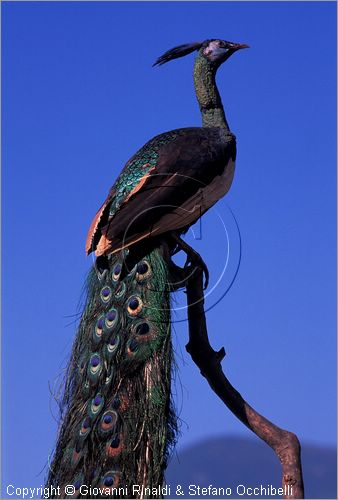 ITALY - CALCI (PI) - Museo di Storia Naturale e del Territorio nella Certosa di Calci - collezione di uccelli