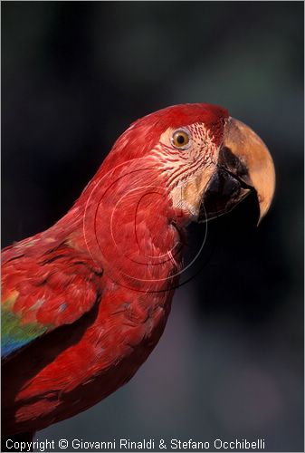 ITALY - CALCI (PI) - Museo di Storia Naturale e del Territorio nella Certosa di Calci - collezione di uccelli