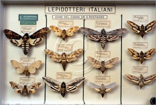 ROMA
Museo di Zoologia
Lepidotteri