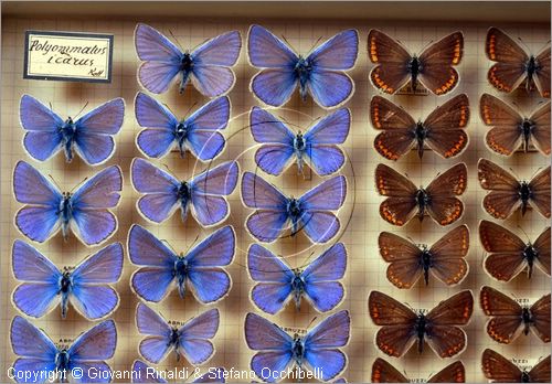 ROMA
Museo di Zoologia
farfalle