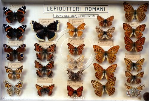 ROMA
Museo di Zoologia
Lepidotteri