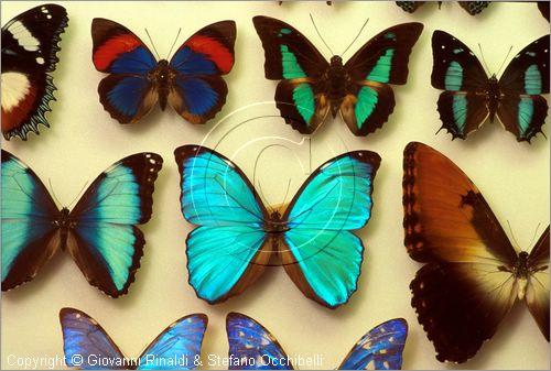 ROMA
Museo di Zoologia
farfalle