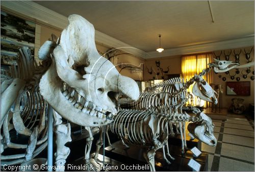 ROMA
Museo di Zoologia