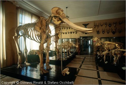 ROMA
Museo di Zoologia