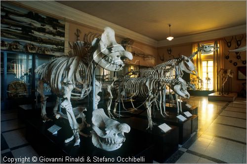 ROMA
Museo di Zoologia