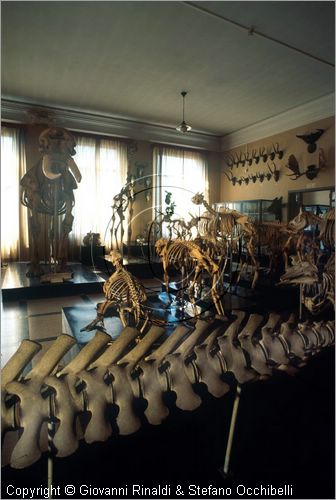 ROMA
Museo di Zoologia