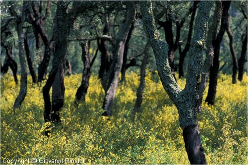 gallura0001.jpg