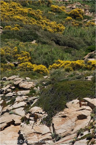 giglio_2107.jpg