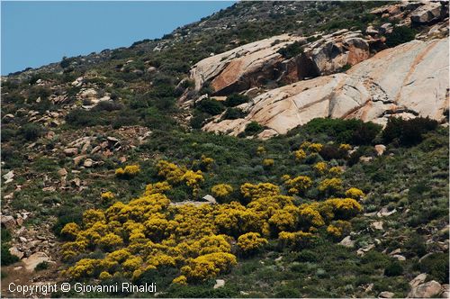 giglio_2113.jpg