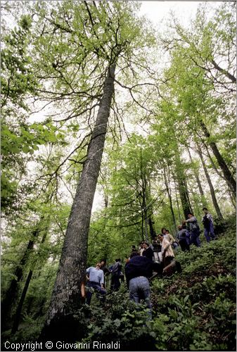 ITALY - ACCETTURA (MT)
"Matrimonio degli alberi" per San Giuliano (dall'ascensione al marted dopo la Pentecoste)
prima fase: taglio del maggio nel bosco di Montepiano (ascensione)