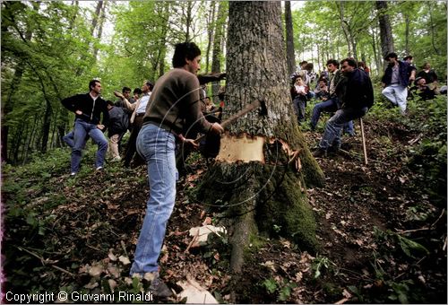 ITALY - ACCETTURA (MT)
"Matrimonio degli alberi" per San Giuliano (dall'ascensione al marted dopo la Pentecoste)
prima fase: taglio del maggio nel bosco di Montepiano (ascensione)