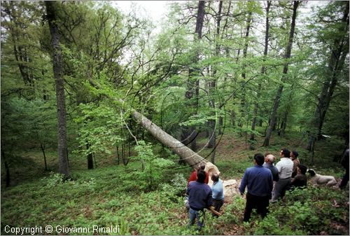 ITALY - ACCETTURA (MT)
"Matrimonio degli alberi" per San Giuliano (dall'ascensione al marted dopo la Pentecoste)
prima fase: taglio del maggio nel bosco di Montepiano (ascensione)