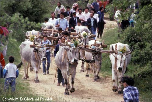 ITALY - ACCETTURA (MT)
"Matrimonio degli alberi" per San Giuliano (dall'ascensione al marted dopo la Pentecoste)
seconda fase: trasporto del maggio dal bosco di Montepiano al paese (Pentecoste)