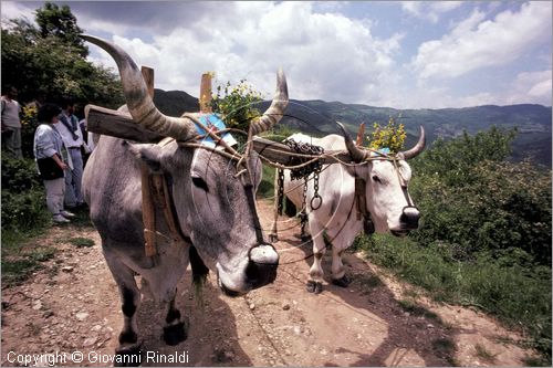 ITALY - ACCETTURA (MT)
"Matrimonio degli alberi" per San Giuliano (dall'ascensione al marted dopo la Pentecoste)
seconda fase: trasporto del maggio dal bosco di Montepiano al paese (Pentecoste)