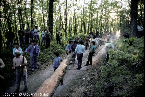 ITALY - ACCETTURA (MT)
"Matrimonio degli alberi" per San Giuliano (dall'ascensione al marted dopo la Pentecoste)
seconda fase: trasporto del maggio dal bosco di Montepiano al paese (Pentecoste)