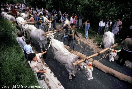 ITALY - ACCETTURA (MT)
"Matrimonio degli alberi" per San Giuliano (dall'ascensione al marted dopo la Pentecoste)
seconda fase: trasporto del maggio dal bosco di Montepiano al paese (Pentecoste)