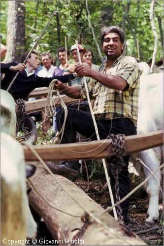 ITALY - ACCETTURA (MT)
"Matrimonio degli alberi" per San Giuliano (dall'ascensione al marted dopo la Pentecoste)
seconda fase: trasporto del maggio dal bosco di Montepiano al paese (Pentecoste)