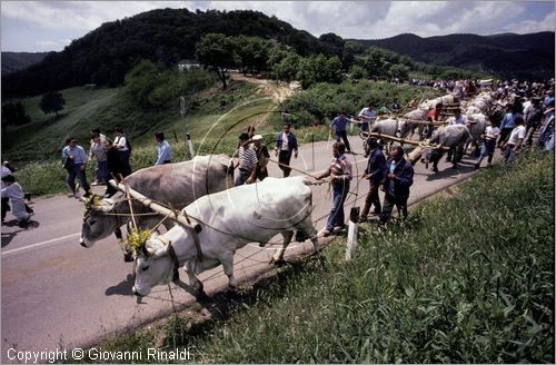 ITALY - ACCETTURA (MT)
"Matrimonio degli alberi" per San Giuliano (dall'ascensione al marted dopo la Pentecoste)
seconda fase: trasporto del maggio dal bosco di Montepiano al paese (Pentecoste)