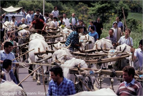 ITALY - ACCETTURA (MT)
"Matrimonio degli alberi" per San Giuliano (dall'ascensione al marted dopo la Pentecoste)
seconda fase: trasporto del maggio dal bosco di Montepiano al paese (Pentecoste)