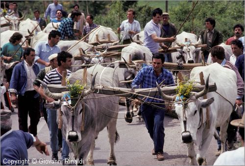 ITALY - ACCETTURA (MT)
"Matrimonio degli alberi" per San Giuliano (dall'ascensione al marted dopo la Pentecoste)
seconda fase: trasporto del maggio dal bosco di Montepiano al paese (Pentecoste)