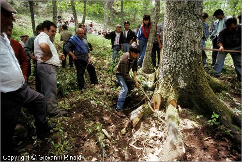 ITALY - ACCETTURA (MT)
"Matrimonio degli alberi" per San Giuliano (dall'ascensione al marted dopo la Pentecoste)
prima fase: taglio del maggio nel bosco di Montepiano (ascensione)