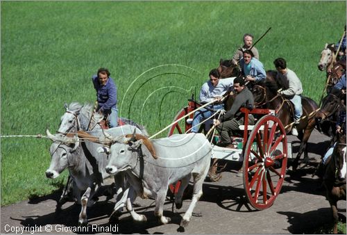 ITALY - CHIEUTI (FG)
Corsa dei Carri trainati dai buoi (21-23 aprile)
lungo il percorso delle prove