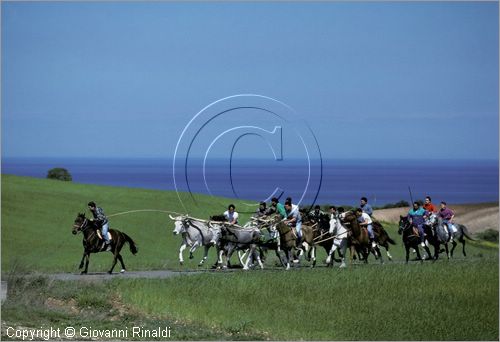 ITALY - CHIEUTI (FG)
Corsa dei Carri trainati dai buoi (21-23 aprile)
lungo il percorso delle prove