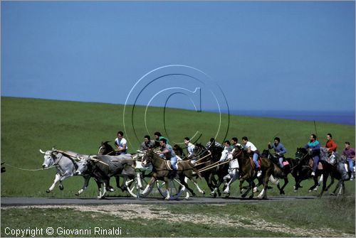 ITALY - CHIEUTI (FG)
Corsa dei Carri trainati dai buoi (21-23 aprile)
lungo il percorso delle prove