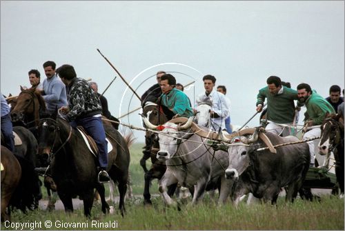 ITALY - CHIEUTI (FG)
Corsa dei Carri trainati dai buoi (21-23 aprile)
lungo il percorso della corsa