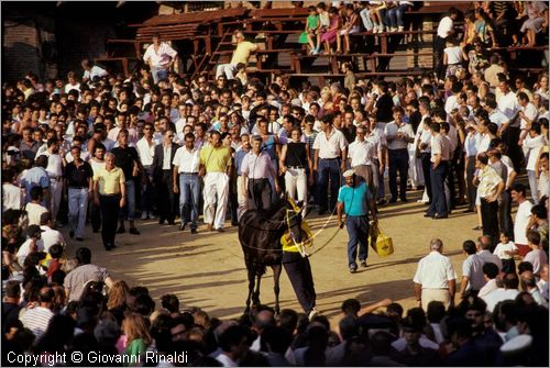 ITALY - SIENA
Il Palio (2 luglio e 16 agosto)
barbaresco e cavallo entrano nel campo per una prova accompagnati dai contradaioli festanti