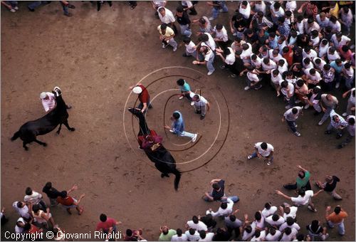 ITALY - SIENA
Il Palio (2 luglio e 16 agosto)
barbaresco e cavallo con fantino alla fine di una prova accompagnati dai contradaioli festanti