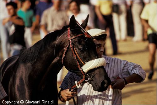 ITALY - SIENA
Il Palio (2 luglio e 16 agosto)
barbaresco e cavallo entrano nel campo per una prova