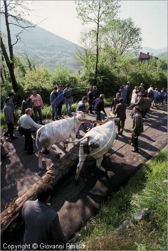 ITALY - PASTENA (FR)
Festa della SS. Croce (30 aprile - 3 maggio)
trasporto del maggio dal bosco al paese con una coppia di buoi