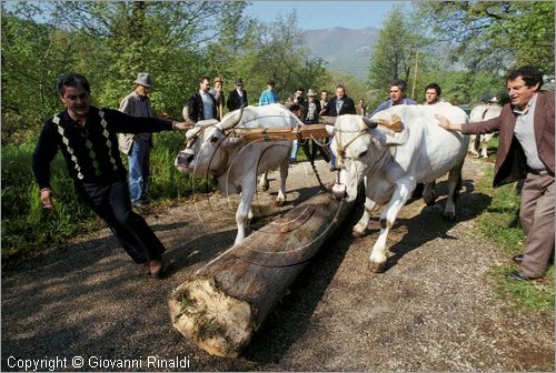 ITALY - PASTENA (FR)
Festa della SS. Croce (30 aprile - 3 maggio)
trasporto del maggio dal bosco al paese con una coppia di buoi