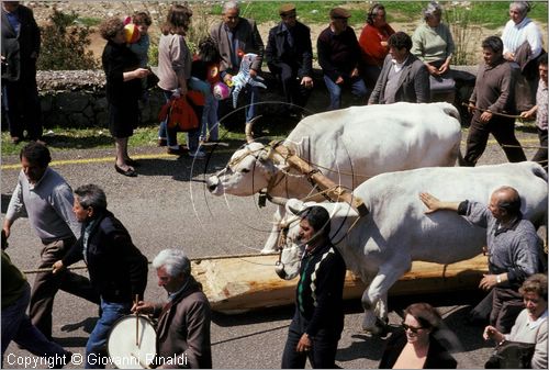 ITALY - PASTENA (FR)
Festa della SS. Croce (30 aprile - 3 maggio)
trasporto del maggio dal bosco al paese con una coppia di buoi