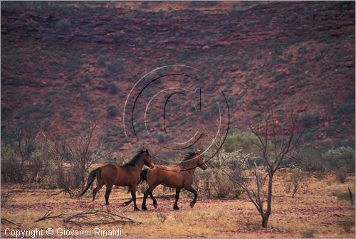 AUSTRALIA CENTRALE - (Alice Springs) - West McDonald Range - cavalli selvaggi