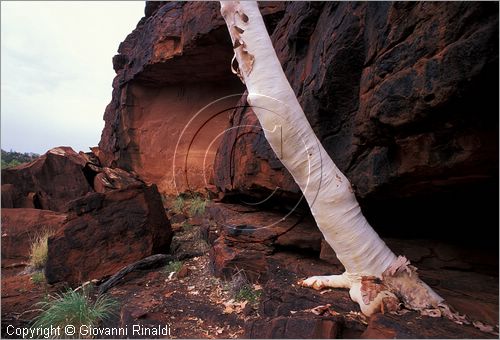 AUSTRALIA CENTRALE - (Alice Springs) - McDonald Range - cavalli selvaggi - Finke Gorge National Park - Palm Valley