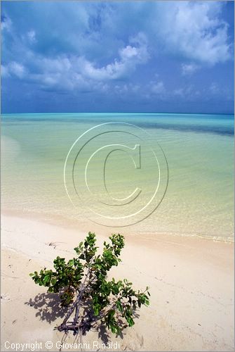 CARAIBI - ISOLE VERGINI BRITANNICHE - ISOLA DI ANEGADA - spiaggia presso Saltheap Point