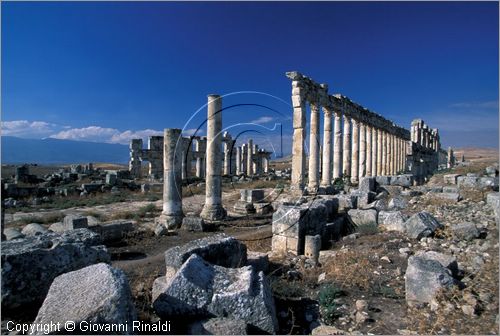 SIRIA - APAMEA (Qala'at al-Mudiq)
antica citt romana - la via principale (cardo) lunga 2 km e colonnata