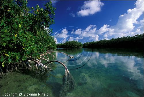 CUBA - Arcipelago delle Isole Canarreos - Cayo Estopa - mangrovie all'interno dell'isola