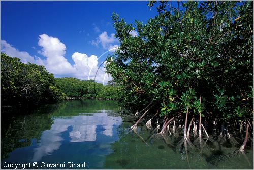 CUBA - Arcipelago delle Isole Canarreos - Cayo Estopa - mangrovie all'interno dell'isola