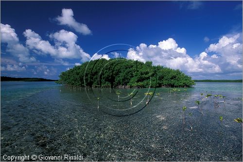 CUBA - Arcipelago delle Isole Canarreos - Cayo Estopa - mangrovie all'interno dell'isola