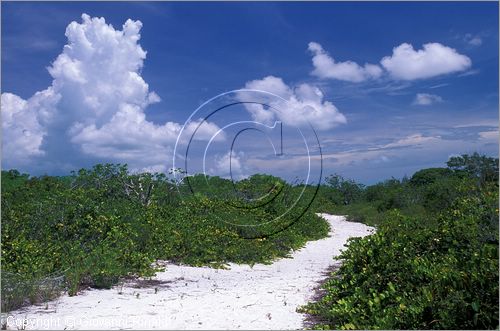 CUBA - Arcipelago delle Isole Canarreos - Cayo Campos - vegetazione all'interno dell'isola