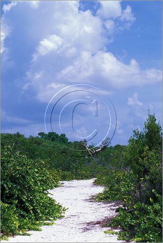 CUBA - Arcipelago delle Isole Canarreos - Cayo Campos - vegetazione all'interno dell'isola