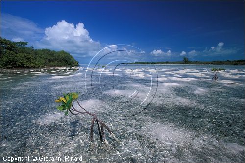 CUBA - Arcipelago delle Isole Canarreos - Cayos Pedraza - piccole dune di sabbia bianchissima emergono con il variare delle maree