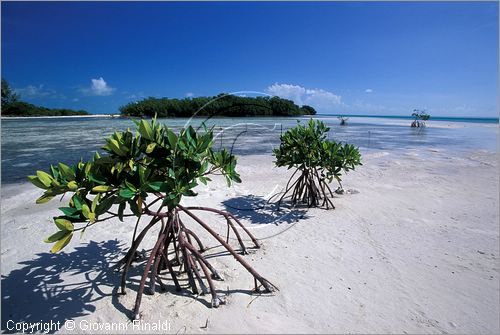 CUBA - Arcipelago delle Isole Canarreos - Cayos Pedraza - piccole dune di sabbia tra le mangrovie emergono con il variare delle maree