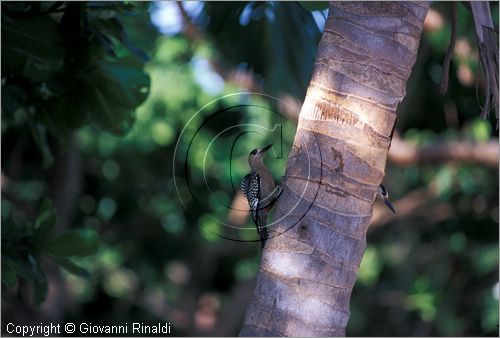 CUBA - Arcipelago delle Isole Canarreos - Cayo Cantilles - area protetta e di studio di alcune specie di animali