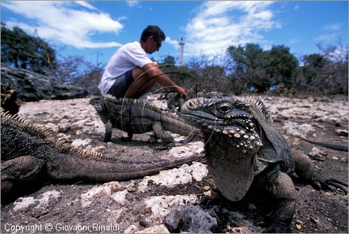 CUBA - Arcipelago delle Isole Canarreos - Cayo Piedra (Isola delle iguane)