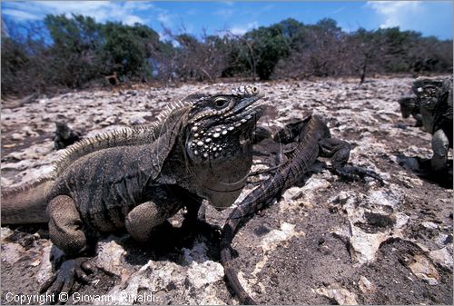 CUBA - Arcipelago delle Isole Canarreos - Cayo Piedra (Isola delle iguane)